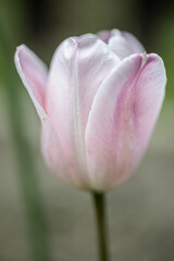 Isolated single romantic pink Tulipa (Tulip) in macro detail photo flower. Spring flower in nature. Green natural background