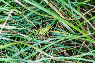 small green frog in the grass