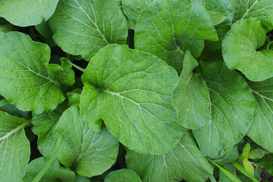 Choy sum plants with dew drops growing on a farm in the morning. Choy sum or green cabbage (also known as Cai Xin or Chinese flowering cabbage) is one of the popular leaf vegetables in Indonesia