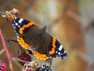 closeup of a butterfly
