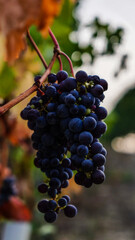 Le vigne e un grappolo d'uva.