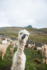 Alpaca spitting
