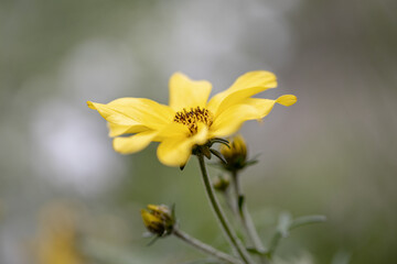Obraz premium Close up A yellow chocolate daisy (Berlandiera lyrata) in flower bed. Soft-focus close-up of yellow flowers. One single isolated on green natural background. 