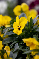 Fototapeta premium Heartsease yellow viola flower. Viola genus of flowering plants in violet family violaceae. Beautiful gorgeous flower. Viola exhibition. Park and landscape design. Flower shop. Beauty plants.