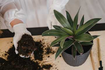 a young girl transplants a domestic plant from one pot to another.