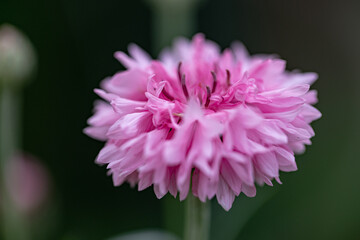 Obraz premium Close-up pink Blooming Cornflowers (Centaurea cyanus) with green Background .Macro photo of nature flower Centaurea dealbata. White Cornflowers .