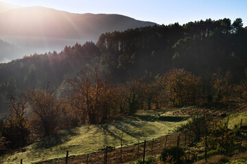 Clairière cultivée avec son potager et son carré de vigne en automne dans les montagnes des...