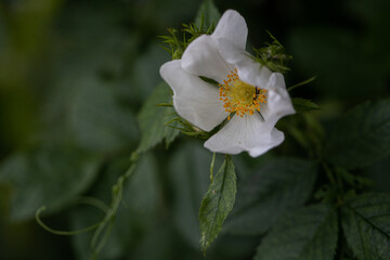 Small white flowers garden strawberry on green leaves background. Green bush blooming in the spring strawberries. Garden strawberries