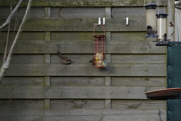 Moineaux commun et mesange bleue mangeoire