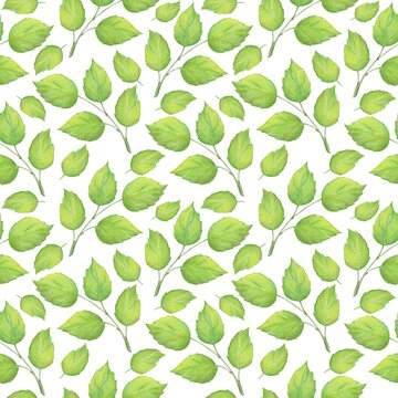 Green decorative tree branches with leaves on a white background. Drawing with colored pencils, Seamless pattern.