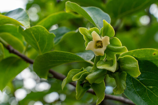 flowers of the persimmon tree are in bloom in Japan.