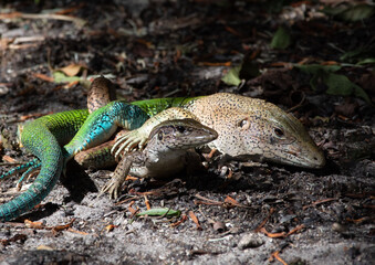 Ameiva ameiva lizard, or giant ameiva, male with brown and green coloring has its limbs hugging a female on brown and green leaf and rock strewn ground.