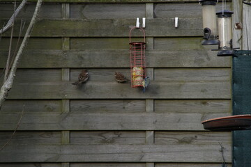 Moineaux commun et mesange bleue mangeoire