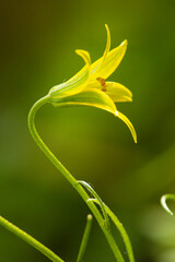 Macro view of yellow Gagea flower in spring