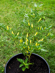 Potted chili pepper plant in garden. Yellow little peppers on chili plant in pot.