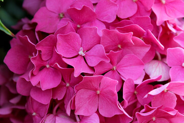 Pink hydrangea flowers. Flowers close-up