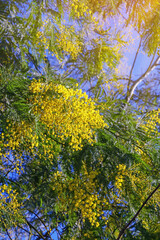 Sunny spring flowers. Branches of Acacia dealbata tree ( mimosa )  with bright yellow flowers