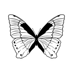Contour drawing of a butterfly on a white background. Doodle style.