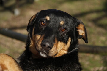Chien rottweiler 