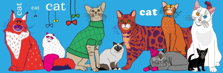 cats are fluffy colorful beautiful of different breeds