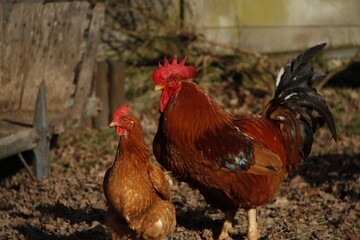 Coq et Poule