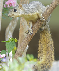 squirrel on tree branch with tail hanging down