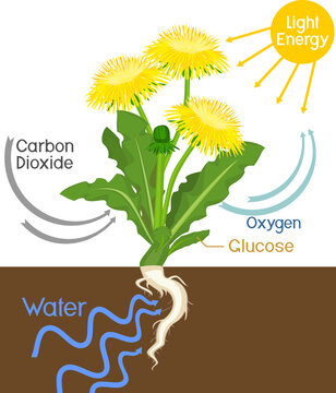 Scheme of plant photosynthesis on example of dandelion (Taraxacum officinale) plant isolated on white background