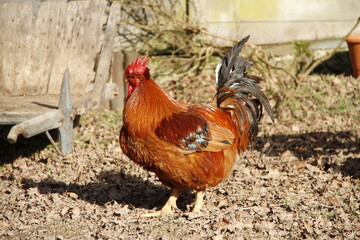 Coq