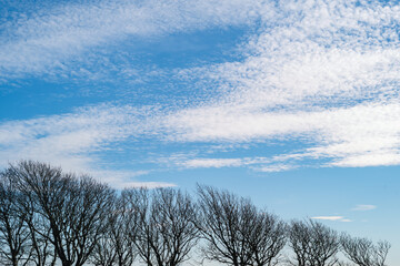 A diagonal slope of the tops of bare winter trees and a blue sky with pretty white mackerel clouds.