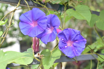 blue and purple flowers