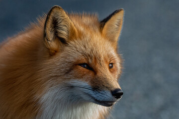 A cute young wild true red fox, Vulpes Vulpes, standing on all four paws attentively staring ahead as it hunts. It has a sharp piercing stare, orange soft fluffy fur, and a long red tail.