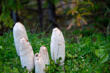 A bunch of tall, narrow, shaggy inkcap mushrooms or lawyer's wigs fungus that are woolly with a...