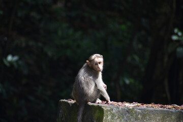 monkey sitting on wall 