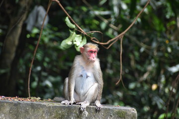 monkey sitting on the wall 