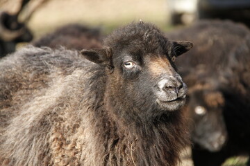 Mouton noir © Thomas