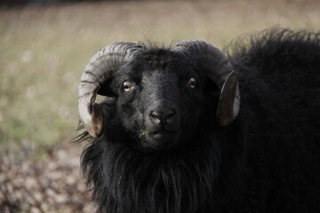 Fototapeta premium Mouton noir