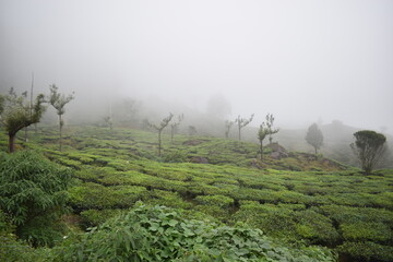 misty morning in the forest