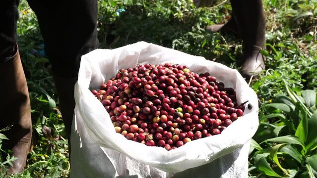 arabica coffee bean collection red beans
