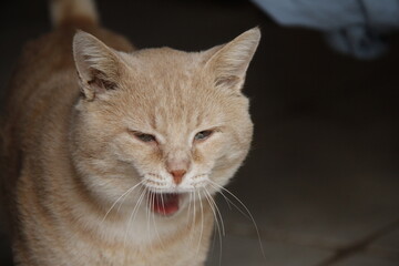 Chat de gouttière (domestique)