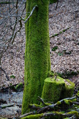 Ausschnitt aus einem Wald mit Buchen und Eichen, Mischwald in naturnaher Bewirtschaftungsform zur winterlichen Jahreszeit
