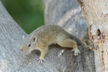 Portrait of a cute tree squirrel