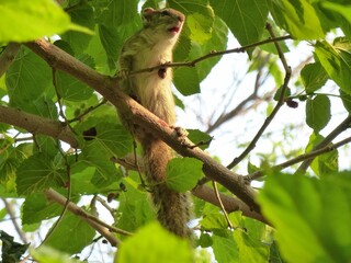 A tree squirrel is perching in a tree