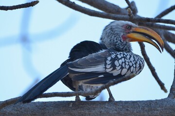 Southern yellow-billed hornbill, Botswana
