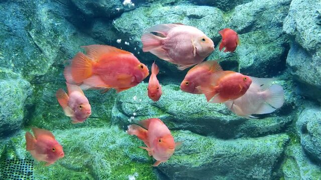 A group of red fish in an aquarium