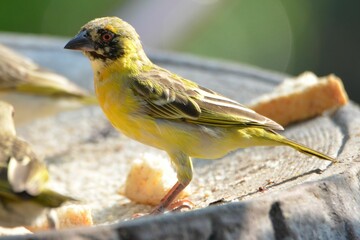 Portrait of a southern masked weaver