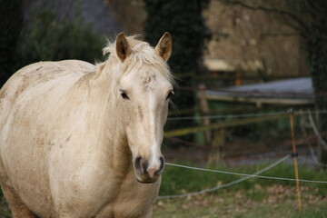 Obraz premium Cheval