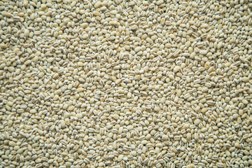 Light gray pearl barley background