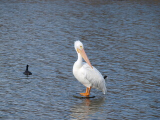 An American White Pelican does some feather maintenance on its feathers at White Rock Lake. It's cousin, the brown, is on the endangered species. 