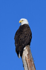 American Bald Eagle Perched in a Tree at the Sacramento Wildlife Refuge, California