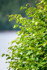 green leaves background